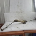 KAWASAKI-gear-assy-steering-39191-0037