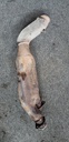 ASM-EXHAUST PIPE,TWIN - POLARIS - 1263019